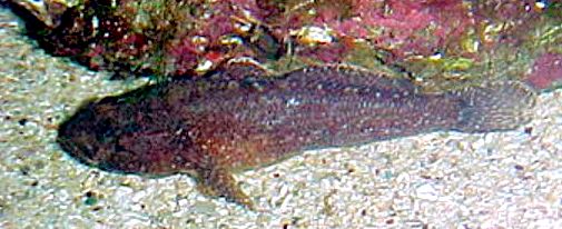 Gobius paganellus_0552213